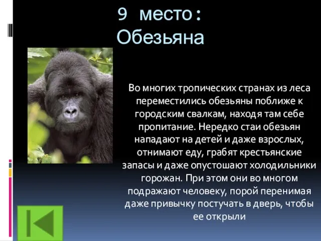 9 место: Обезьяна Во многих тропических странах из леса переместились обезьяны поближе