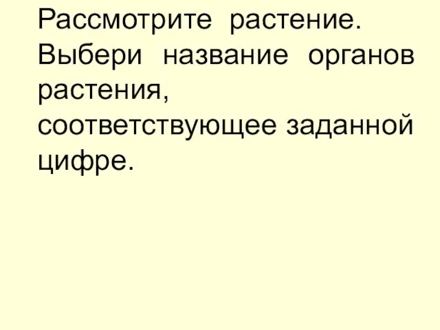 Рассмотрите растение. Выбери название органов растения, соответствующее заданной цифре.