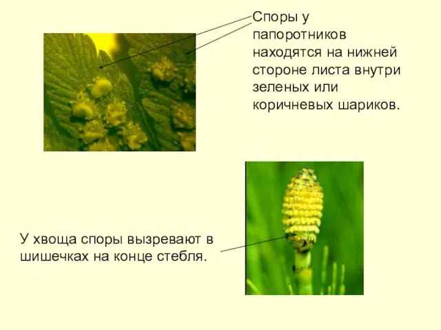 У хвоща споры вызревают в шишечках на конце стебля. Споры у папоротников