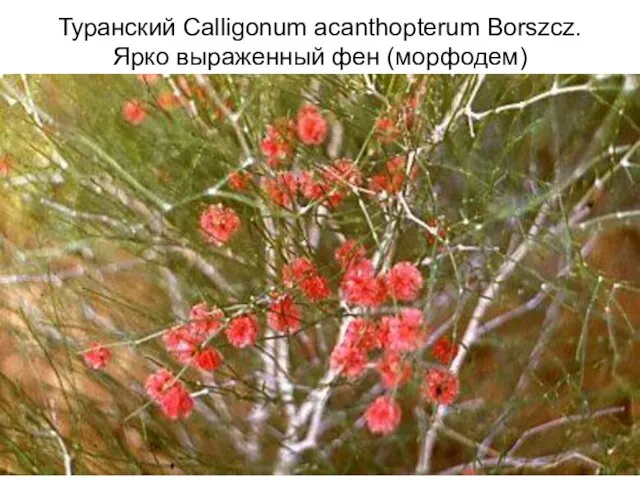 Туранский Calligonum acanthopterum Borszcz. Ярко выраженный фен (морфодем)