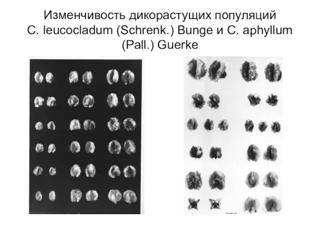 Изменчивость дикорастущих популяций C. leucocladum (Schrenk.) Bunge и C. aphyllum (Pall.) Guerke