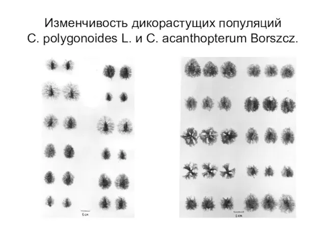 Изменчивость дикорастущих популяций C. polygonoides L. и C. acanthopterum Borszcz.