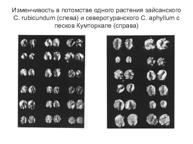 Изменчивость в потомстве одного растения зайсанского C. rubicundum (слева) и северотуранского C.