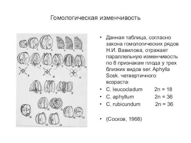 Гомологическая изменчивость Данная таблица, согласно закона гомологических рядов Н.И. Вавилова, отражает параллельную