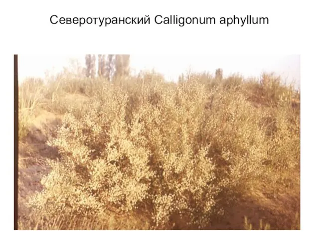 Северотуранский Calligonum aphyllum