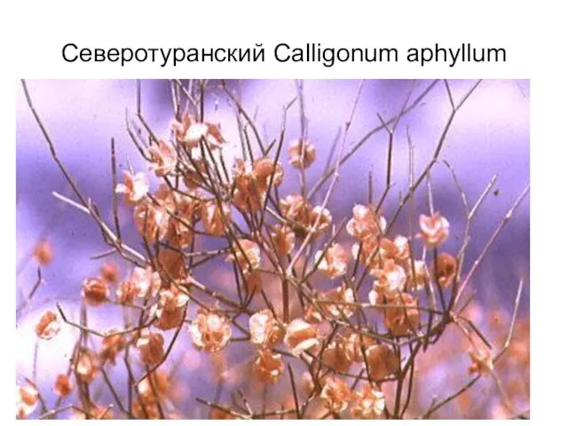 Северотуранский Calligonum aphyllum