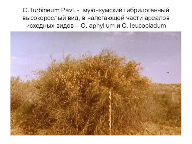 C. turbineum Pavl. - муюнкумский гибридогенный высокорослый вид, в налегающей части ареалов