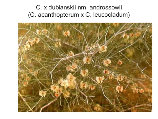 C. x dubianskii nm. androssowii (C. acanthopterum x C. leucocladum)