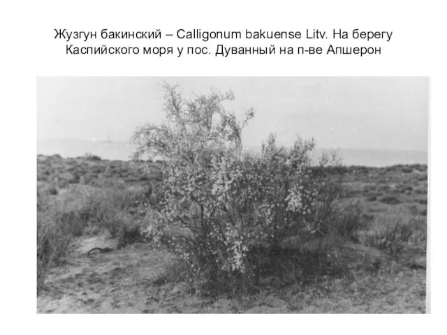 Жузгун бакинский – Calligonum bakuense Litv. На берегу Каспийского моря у пос. Дуванный на п-ве Апшерон