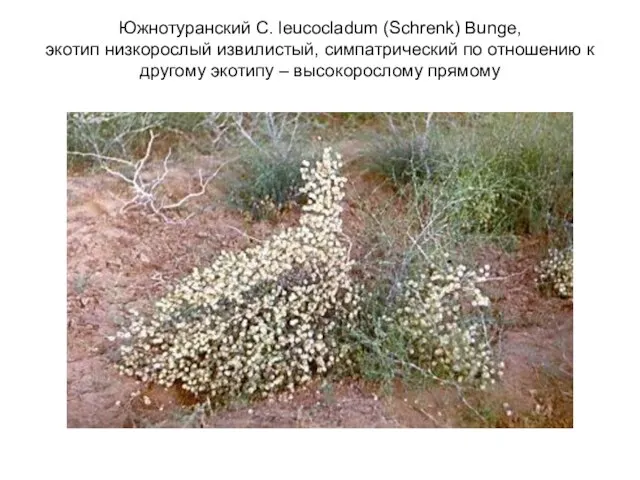 Южнотуранский C. leucocladum (Schrenk) Bunge, экотип низкорослый извилистый, симпатрический по отношению к