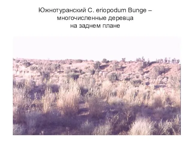 Южнотуранский C. eriopodum Bunge – многочисленные деревца на заднем плане