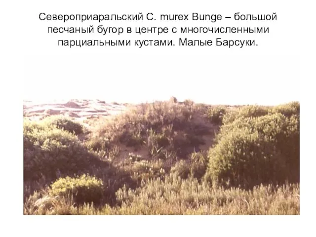 Североприаральский C. murex Bunge – большой песчаный бугор в центре с многочисленными парциальными кустами. Малые Барсуки.