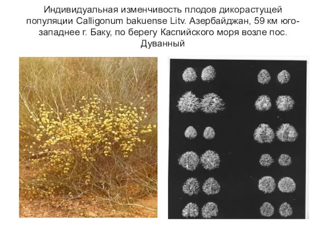 Индивидуальная изменчивость плодов дикорастущей популяции Calligonum bakuense Litv. Азербайджан, 59 км юго-западнее