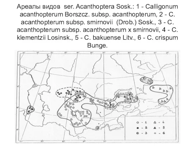 Ареалы видов ser. Acanthoptera Sosk.: 1 - Calligonum acanthopterum Borszcz. subsp. acanthopterum,