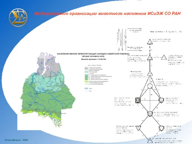 Новосибирск - 2005 Моделирование организации животного населения ИСиЭЖ СО РАН