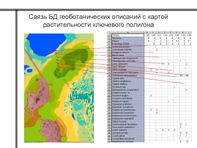 Связь БД геоботанических описаний с картой растительности ключевого полигона