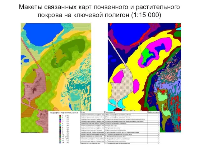 Макеты связанных карт почвенного и растительного покрова на ключевой полигон (1:15 000)