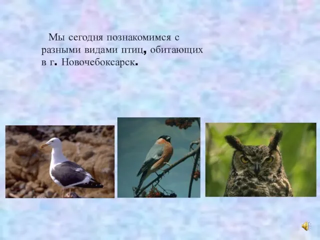 Мы сегодня познакомимся с разными видами птиц, обитающих в г. Новочебоксарск.