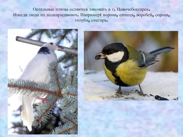 Остальные птицы остаются зимовать в г. Новочебоксарск. Иногда люди их подкармливают. Например: