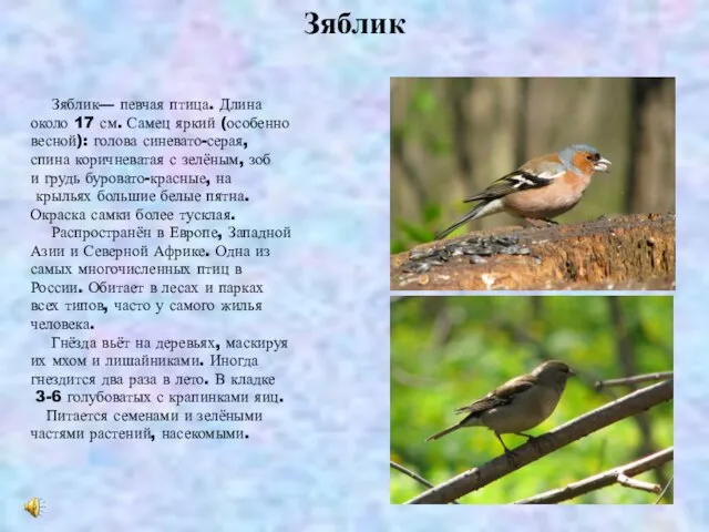 Зяблик Зяблик— певчая птица. Длина около 17 см. Самец яркий (особенно весной):