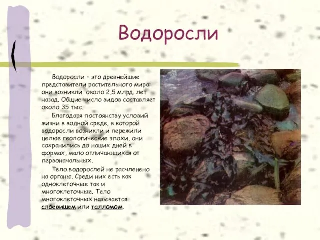 Водоросли Водоросли – это древнейшие представители растительного мира: они возникли около 2,5