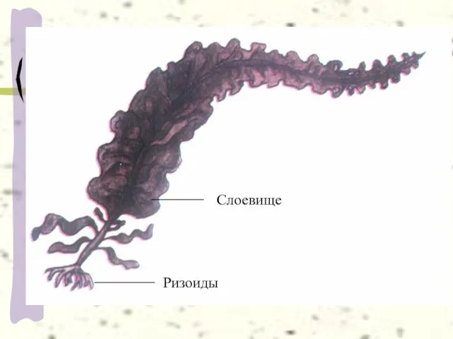 Ризоиды Слоевище