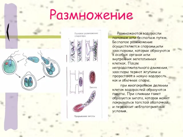 Размножение Размножаются водоросли половым или бесполым путем. Бесполое размножение осуществляется спорами или