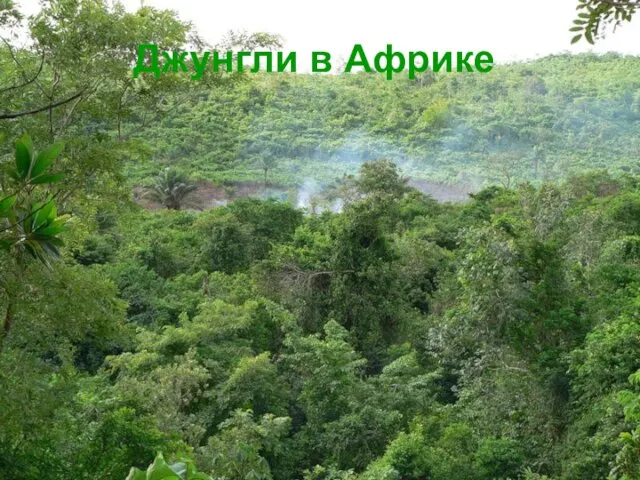 Джунгли в Африке