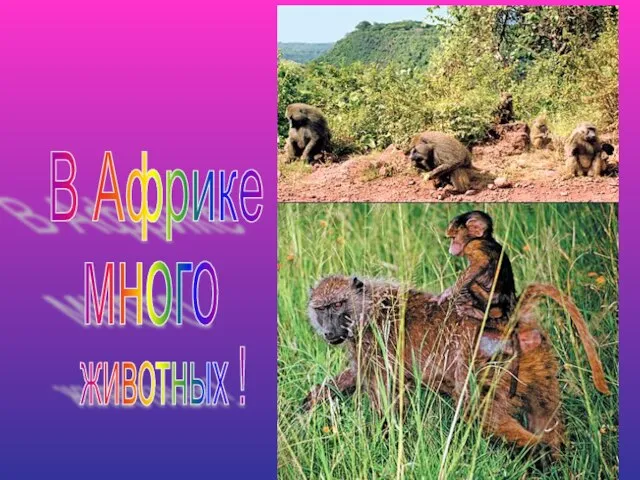 В Африке много животных !