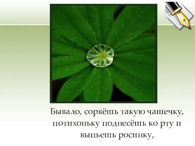 Бывало, сорвёшь такую чашечку, потихоньку поднесёшь ко рту и выпьешь росинку,