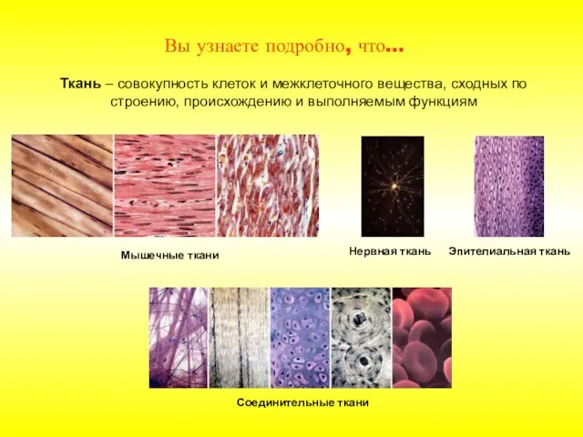 Вы узнаете подробно, что… Ткань – совокупность клеток и межклеточного вещества, сходных