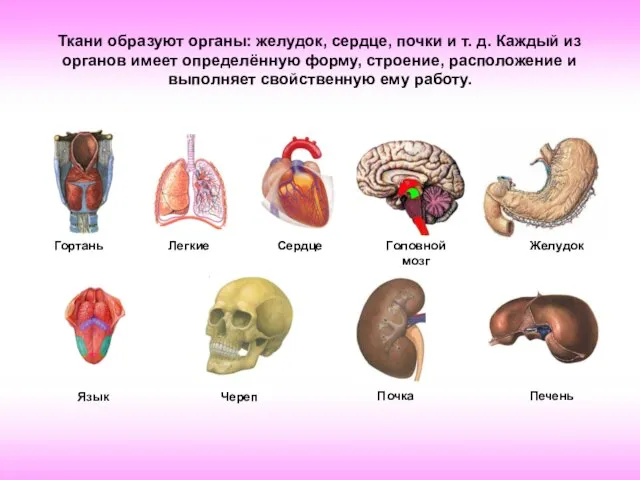 Ткани образуют органы: желудок, сердце, почки и т. д. Каждый из органов