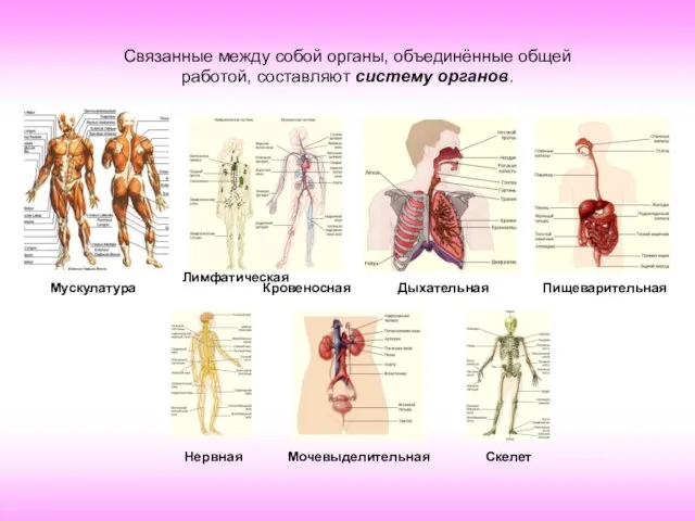Связанные между собой органы, объединённые общей работой, составляют систему органов. Мускулатура Лимфатическая