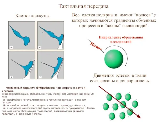 Тактильная передача Клетки движутся. Все клетки полярны и имеют “полюса” с которых