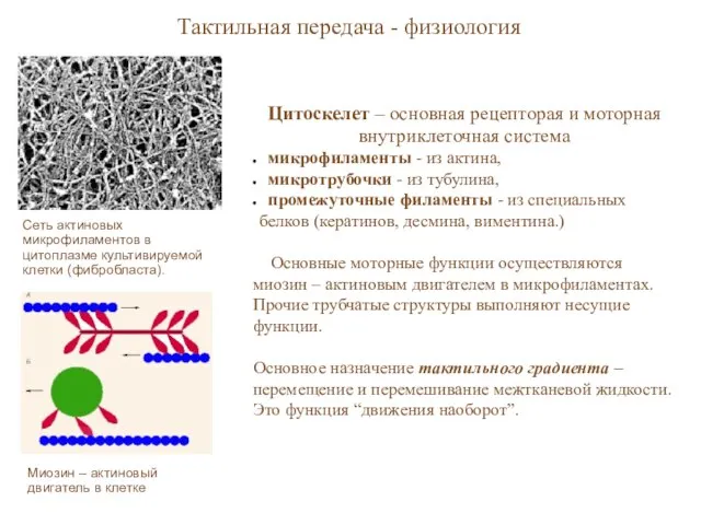 Сеть актиновых микрофиламентов в цитоплазме культивируемой клетки (фибробласта). Тактильная передача - физиология