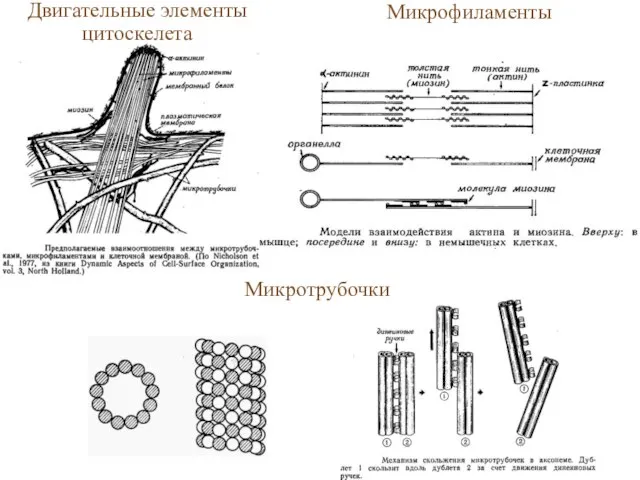 Микротрубочки Двигательные элементы цитоскелета Микрофиламенты