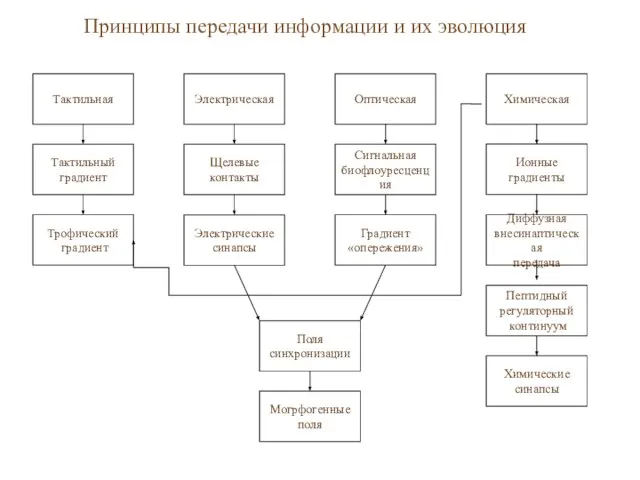 Принципы передачи информации и их эволюция Тактильная Электрическая Химическая Тактильный градиент Электрические