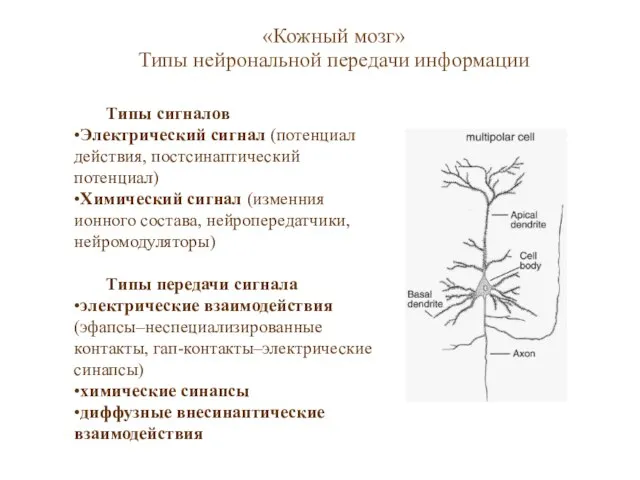 Типы сигналов •Электрический сигнал (потенциал действия, постсинаптический потенциал) •Химический сигнал (изменния ионного