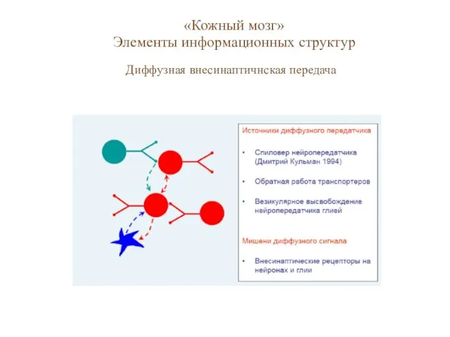 «Кожный мозг» Элементы информационных структур Диффузная внесинаптичнская передача