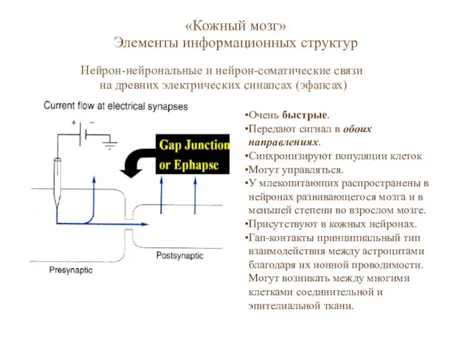 «Кожный мозг» Элементы информационных структур Нейрон-нейрональные и нейрон-соматические связи на древних электрических