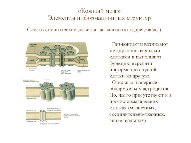 «Кожный мозг» Элементы информационных структур Сомато-соматические связи на гап-контактах (gape-contact) Гап-контакты возникают