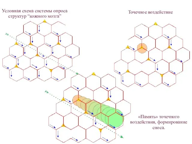 Условная схема системы опроса структур “кожного мозга” Точечное воздействие «Память» точечного воздействия, формирование сноса.