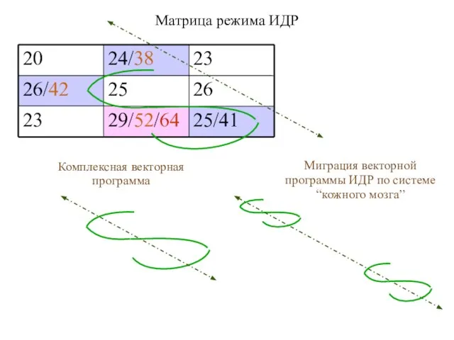 Комплексная векторная программа Миграция векторной программы ИДР по системе “кожного мозга”