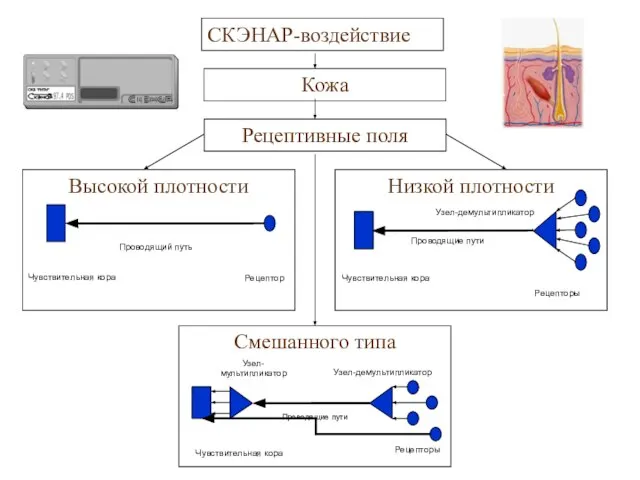 СКЭНАР-воздействие Кожа Рецептивные поля Низкой плотности Чувствительная кора Проводящие пути Рецепторы Узел-демультипликатор