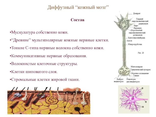 Мускулатура собственно кожи. “Древние” мультиполярные кожные нервные клетки. Тонкие С-типа нервные волокна