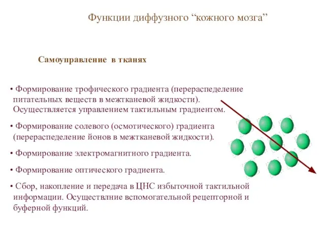 Формирование трофического градиента (перераспеделение питательных веществ в межтканевой жидкости). Осуществляется управлением тактильным