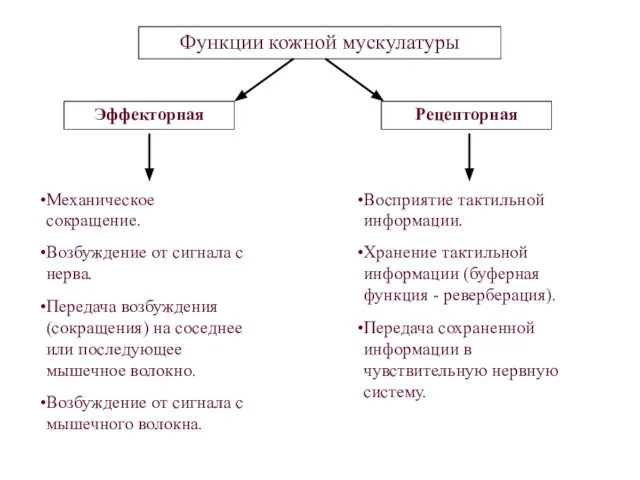 Механическое сокращение. Возбуждение от сигнала с нерва. Передача возбуждения (сокращения) на соседнее