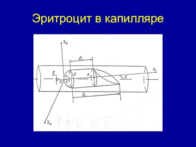 Эритроцит в капилляре