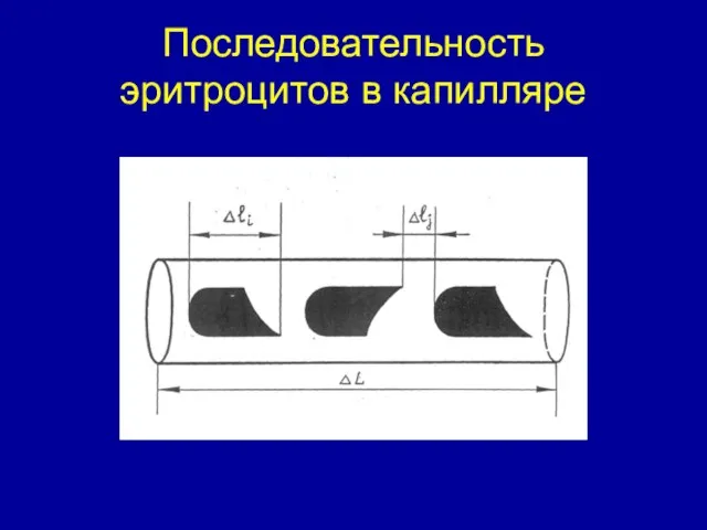 Последовательность эритроцитов в капилляре