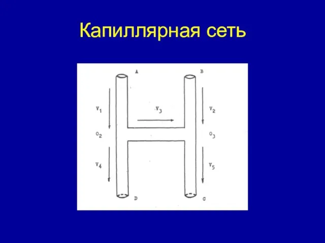 Капиллярная сеть